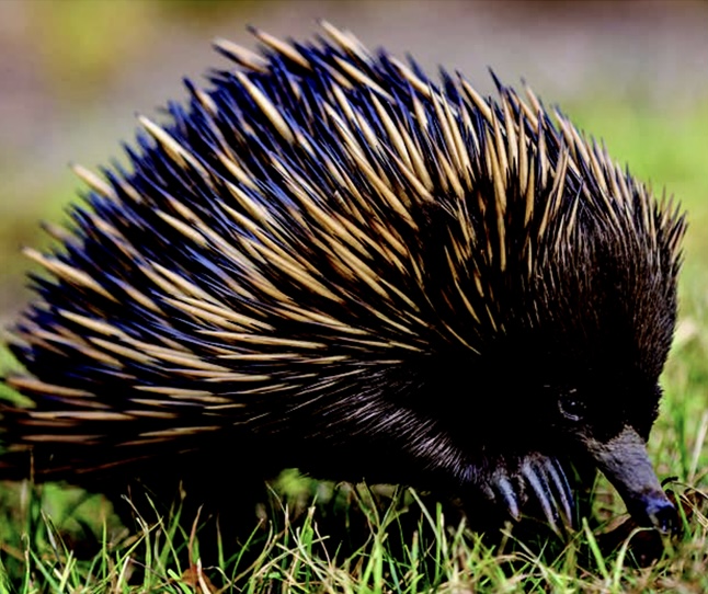 Photo of an echidna